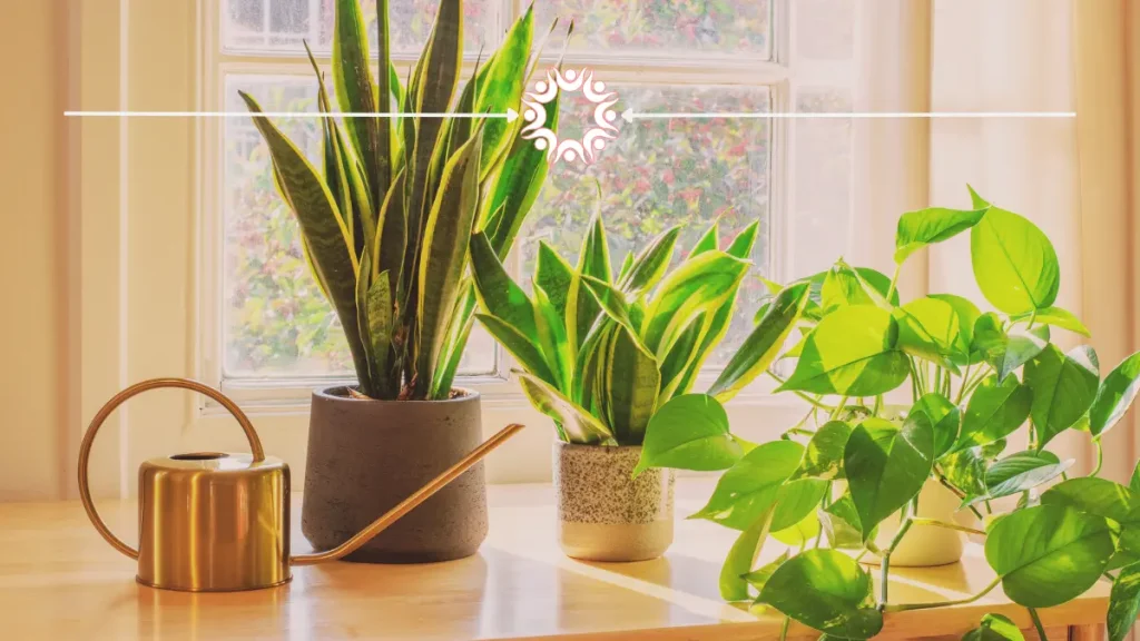 Indoor houseplants for busy moms