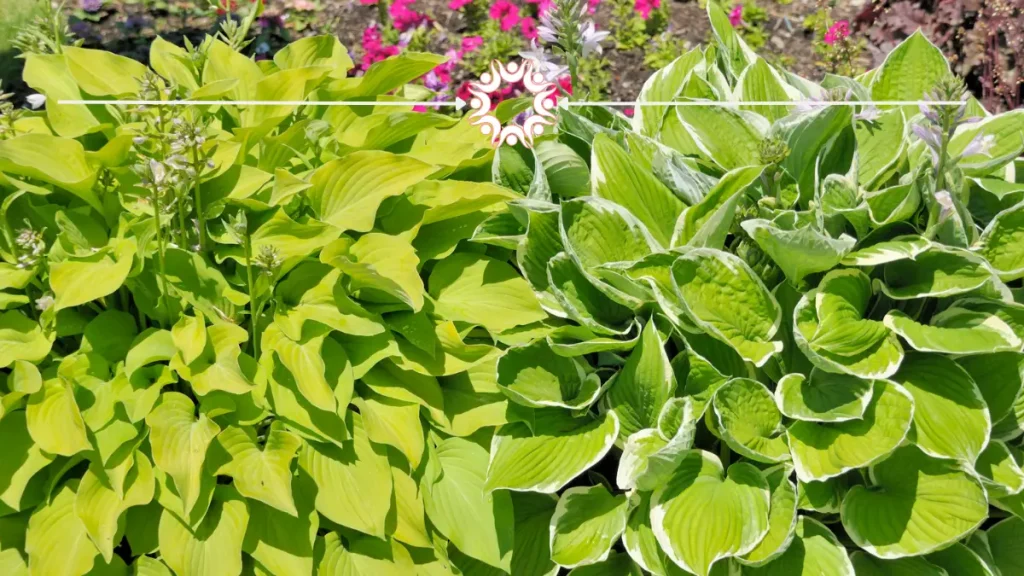 Using Coffee Grounds to Keep Deer Away from Hostas