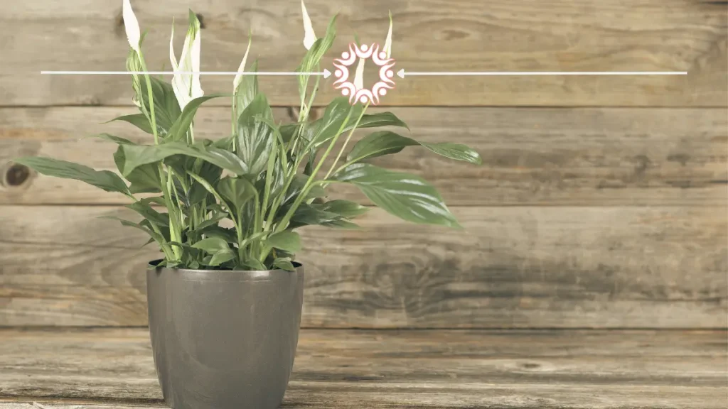 How to Use Coffee Grounds with Peace Lily Plants