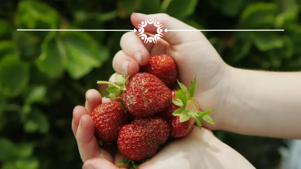 Best places to pick berries Sauk County, WI