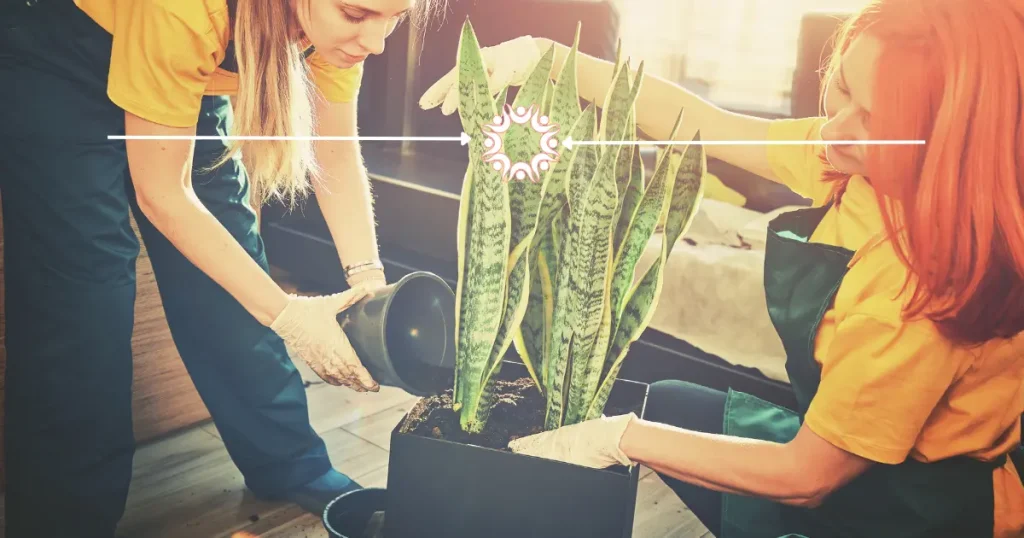 Watering a snake plant