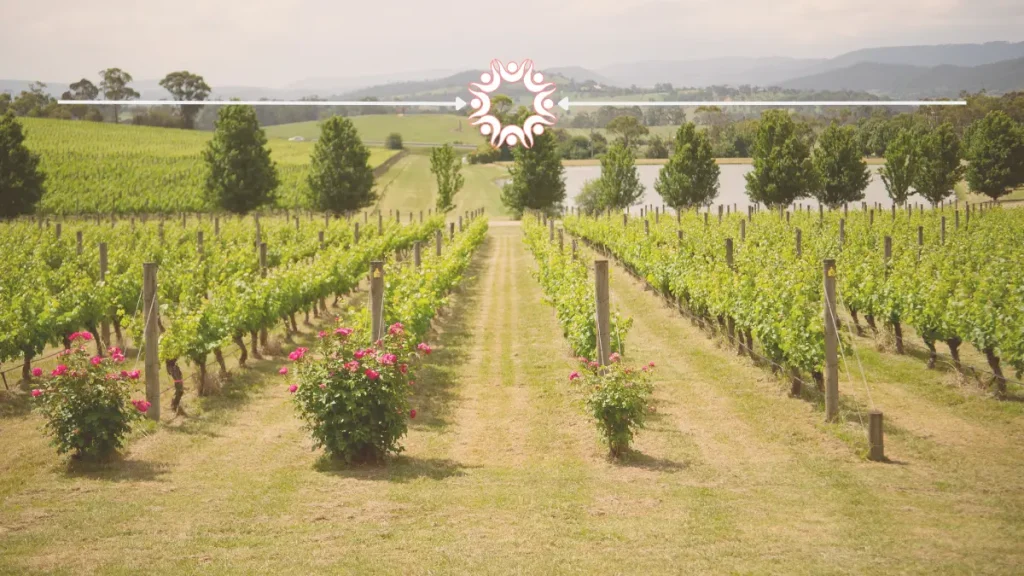 Best Wineries Near Wisconsin Dells, WI to Visit