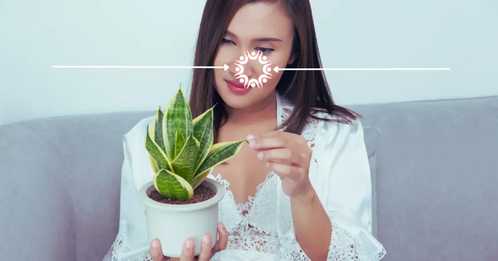 Woman holding snake plant