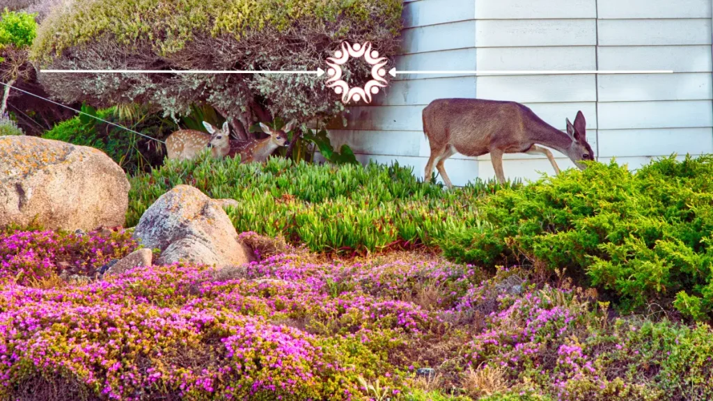 Natural deer repellent