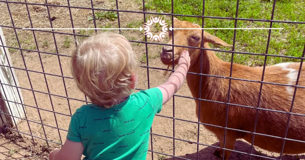Toddler petting goat at Country Bumpkin Farm Market.