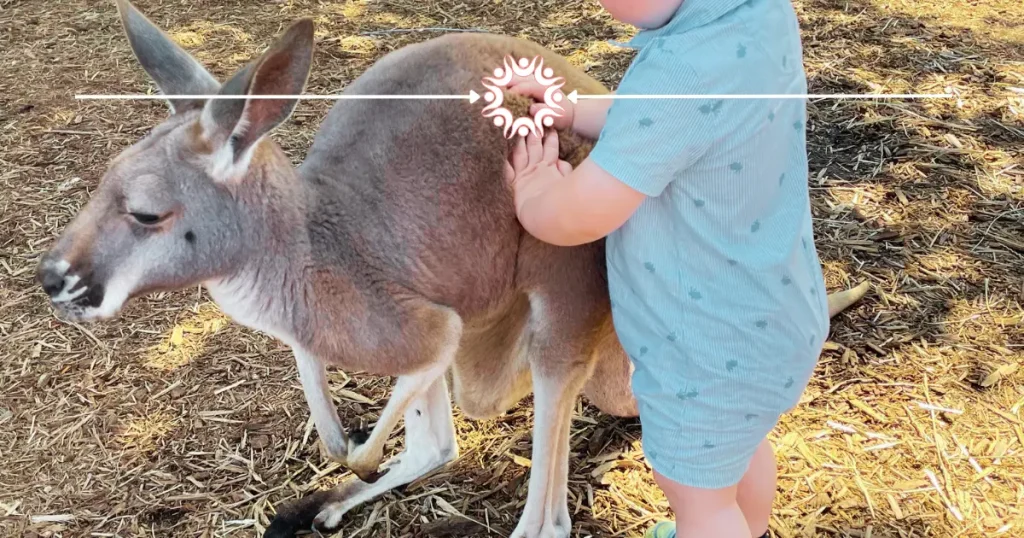 Toddler petting kangaroo at Timbavati Wildlife Park.