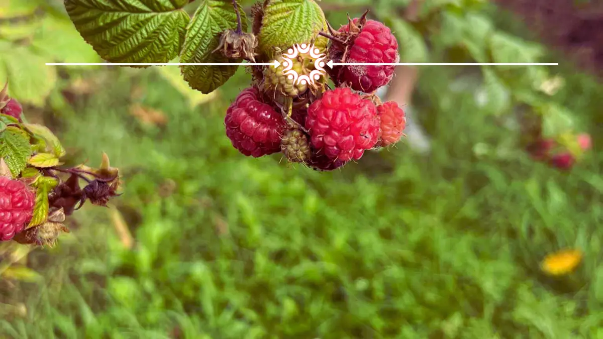 Where to pick raspberries in Sauk County