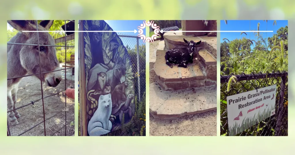 Photos from the Ochsner Park Zoo in Baraboo - sign, goat, donkey, and pollinator flowers