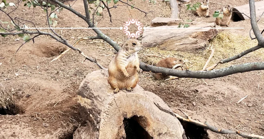 Prairie Dogs at Ochsner Park Zoo