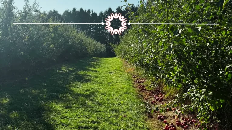 Ski Hi apple orchard apple picking
