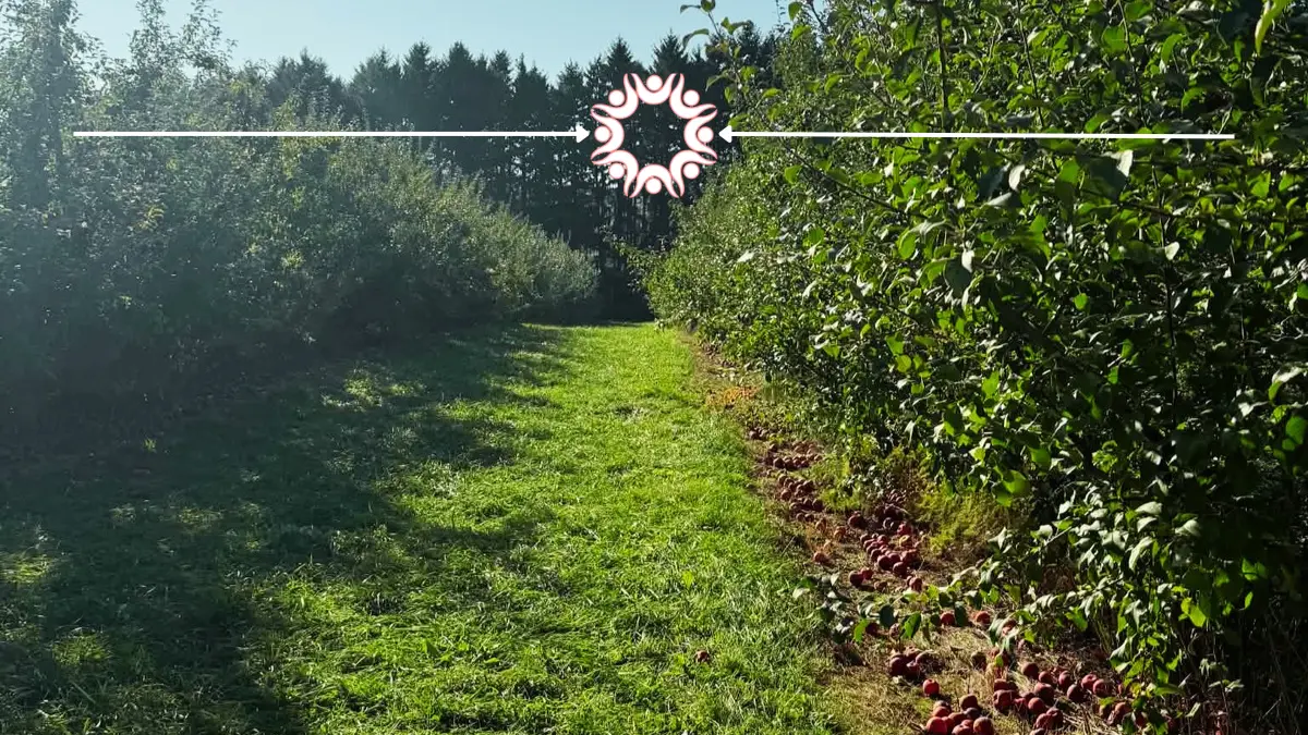 Ski Hi apple orchard apple picking